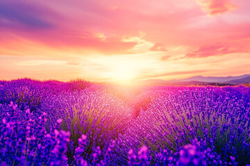 Naklejka premium Vibrant lavender field at sunset beautiful summer landscape scenic purple flowers sky view image