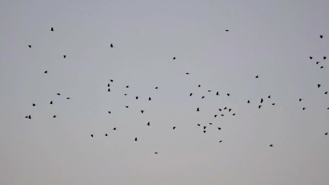 flock of birds flying the sky slow motion 240fps 