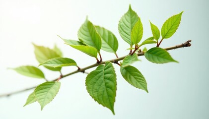 Fototapeta premium Single branch with intricate details on white background, detail, stem, nature