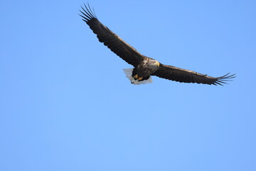 The white-tailed eagle (Haliaeetus albicilla) in Hokkaido, Japan