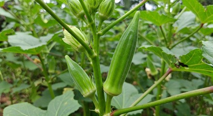 Close-up of fresh green okra pods growing on a plant with lush green leaves and a yellow flower. A perfect image for agriculture, farming, organic food, and gardening themes.
