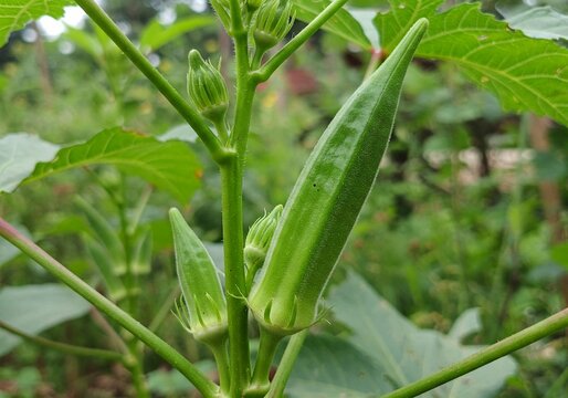 Fototapeta Close-up of fresh green okra pods growing on a plant with lush green leaves and a yellow flower. A perfect image for agriculture, farming, organic food, and gardening themes. 