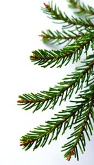 Obraz premium Sprigs of fir tree branches isolated on white background, white, isolation