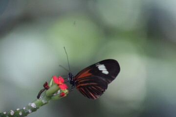 butterfly on a flower