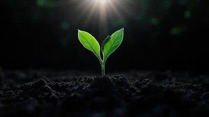 New sprout emerging from dark soil, bathed in sunlight