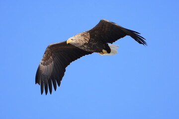 The white-tailed eagle (Haliaeetus albicilla) in Hokkaido, Japan