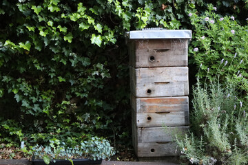 An urban beehive in an urban garden