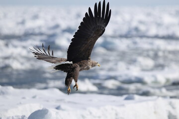 The white-tailed eagle (Haliaeetus albicilla) in Hokkaido, Japan