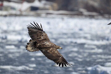 The white-tailed eagle (Haliaeetus albicilla) in Hokkaido, Japan
