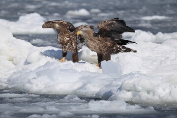 The white-tailed eagle (Haliaeetus albicilla) in Hokkaido, Japan