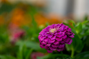 Purple zinnia elegans flower early morning
