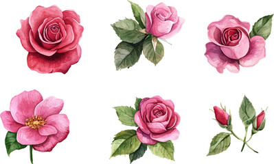 Naklejka premium Floral Watercolor Pink Rose Art