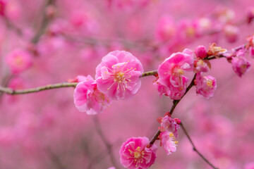 雨に濡れる梅園の美しい梅の花