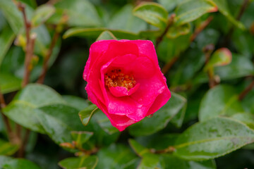 しっとりとした椿の赤い花びら