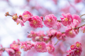 雨に濡れる梅園の美しい梅の花
