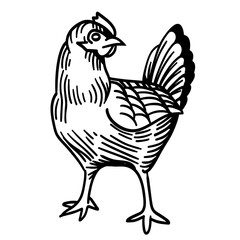 Simple Line Art Illustration of a Chicken. Engrave style. Vector Graphic