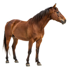 Fototapeta premium Brown Horse Standing Strong, Isolated on White Background as Transparent. PNG. AI GENERATED