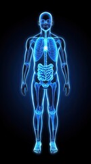 Human anatomy, internal organs, skeletal system, medical illustration, educational resource