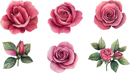 Naklejka premium Botanical Watercolor Pink Rose