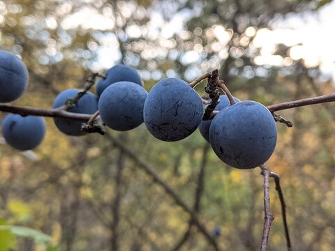 Forest thorn in an open meadow near a lake. Bright blue berries reach maturity and gain flavor in the second half of autumn