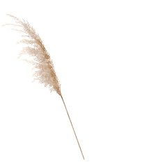 Pampa Grass Aesthetic Illustration