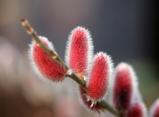 Rote Pfote - Goat willow © Studio M. Brix