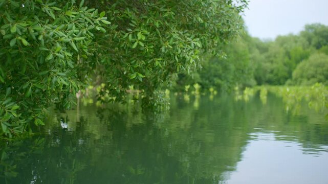 Young Mangrove Seedlings in Mangrove rainforest swamp. Young Green Mangrove Sapling Growing in Tropical Swamp Farm. Mangroves forest, mangroves swamp, mangrove trees. Wave barrier, wave breaker.