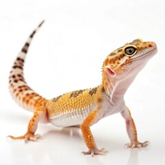 Obraz premium A small lizard with a striped tail and a yellow and brown body