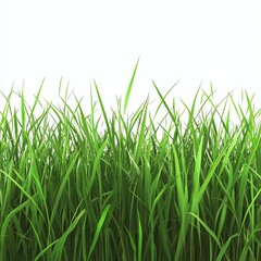 Fototapeta premium Fresh Green Grass Growing in Field on White Background Closeup