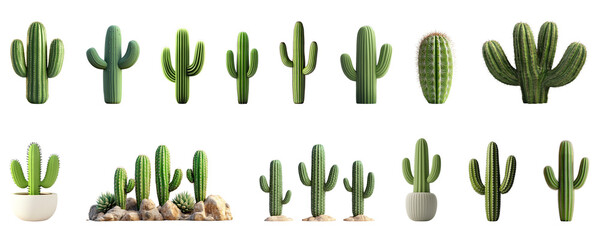 Cactus varieties, saguaro, desert plants, botanical illustration, green cacti, prickly pear, succulent species, southwestern flora, detailed plant drawings, no background, scientific illustration