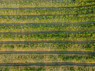 Aerial Vineyard View: An overhead perspective showcases meticulously planted rows of grapevines in...