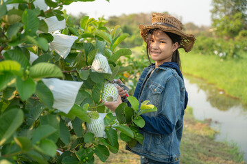 Guava Harvest: A young girl, radiant with a smile, meticulously tends to guava trees in a...