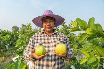 Guava Harvest: A farmer proudly displays ripe guavas in his hands, standing amidst a lush orchard,...