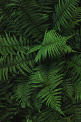 Moody fern leaves in Budapest, Hungary