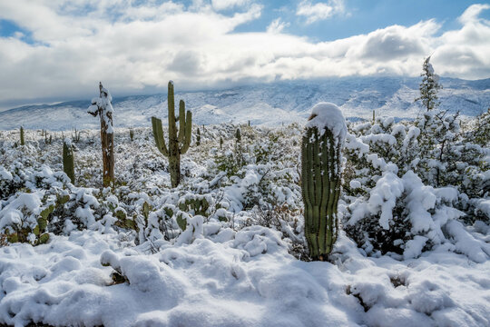 Snow Capped Serenity in Saguaro National Park, Arizona