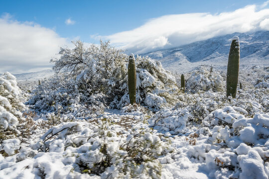 Snow Capped Serenity in Saguaro National Park, Arizona