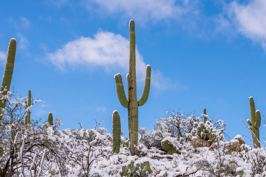 Snow Capped Serenity in Saguaro National Park, Arizona