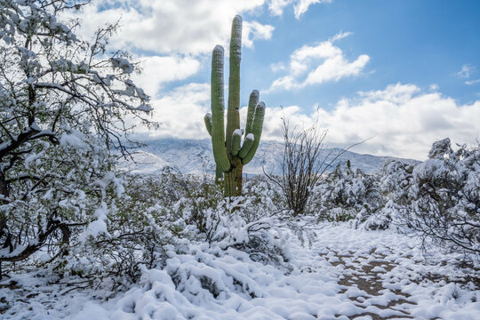 Snow Capped Serenity in Saguaro National Park, Arizona