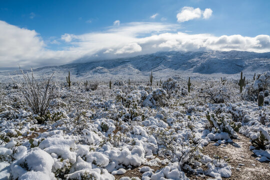 Snow Capped Serenity in Saguaro National Park, Arizona