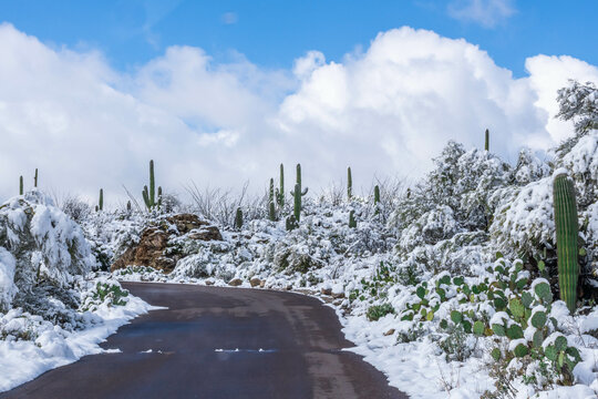 Snow Capped Serenity in Saguaro National Park, Arizona