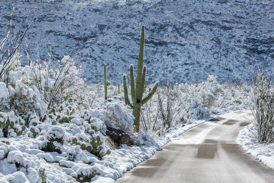 Snow Capped Serenity in Saguaro National Park, Arizona