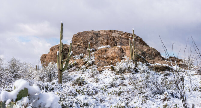 Snow Capped Serenity in Saguaro National Park, Arizona