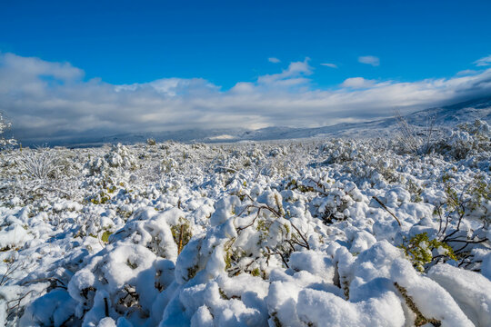 Snow Capped Serenity in Saguaro National Park, Arizona