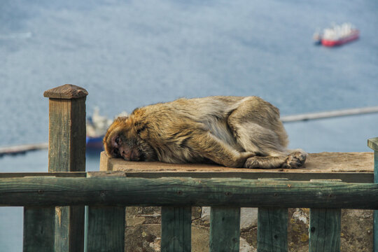 A monkey laying on a rock wall in Apes Den, Gibraltar - Powered by Adobe