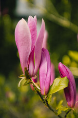 Pink Magnolia Bud Opening in Spring Sunlight