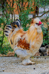 A brahma chicken, an American breed of chicken