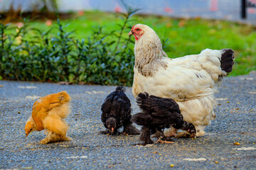 A brahma chicken, an American breed of chicken