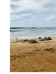 Serenity by the Shore: Majestic Sea Turtles at Rest in Kauai.