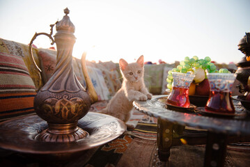 Little red cat sitting on beautiful terrace at Istanbul