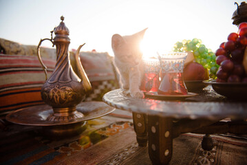 Cute red cat walking on table at popular istanbul terrace